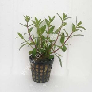 Limnophila aromatica Premium POT