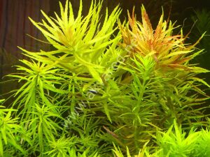 Limnophila aromatica Premium POT