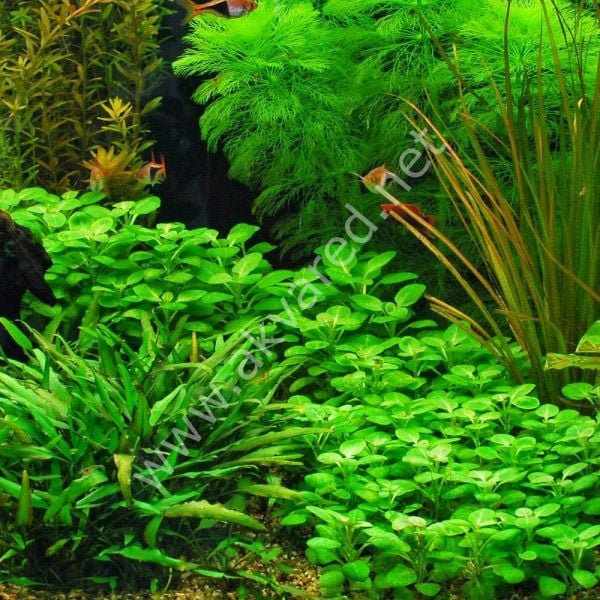 Lobelia cardinalis mini IN VITRO CUP