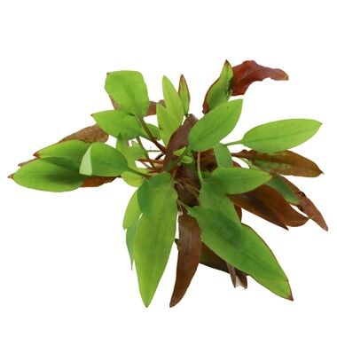Dennerle Plants - Cryptocoryne affinis Dark Orange POT