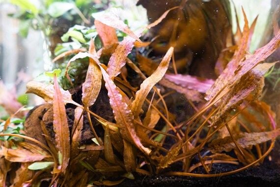 Dennerle Plants - Cryptocoryne affinis Dark Orange POT