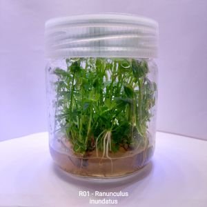 Ranunculus inundatus IN VITRO JAR (KAVANOZ)