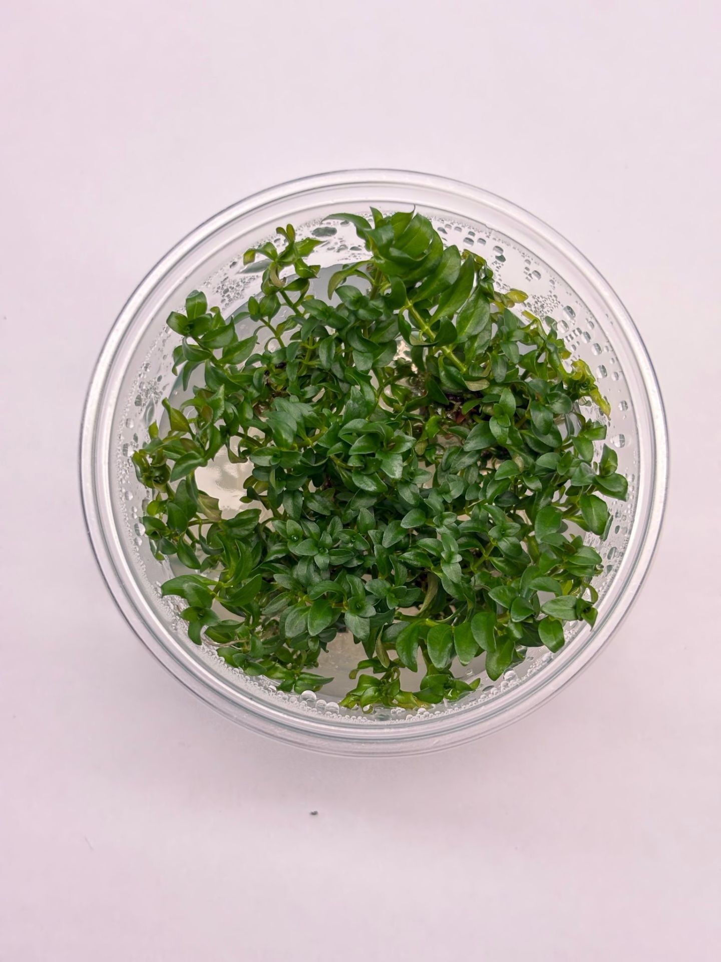 Ludwigia inclinata curly (tornado) Premium POT