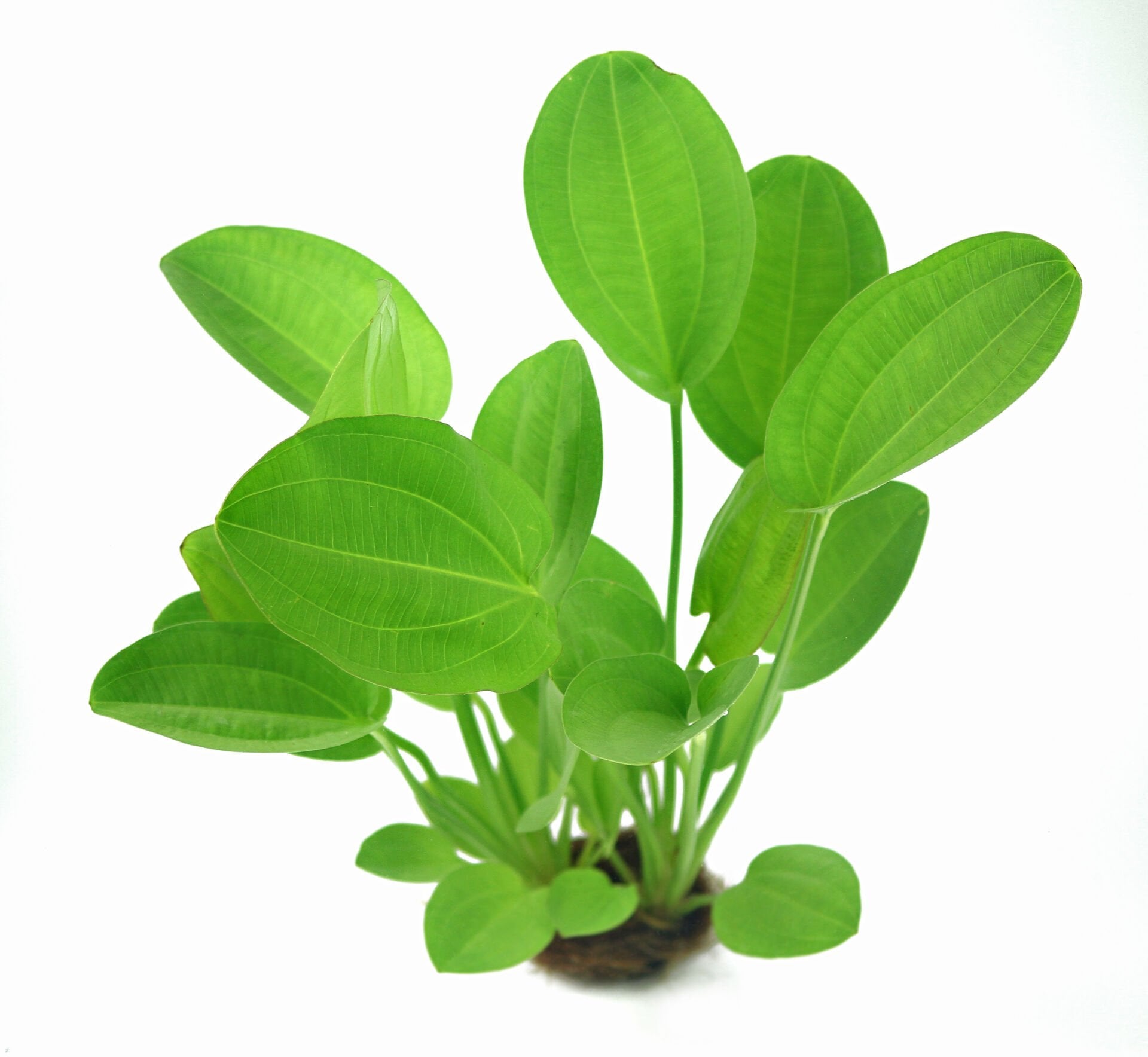 Dennerle Plants - Echinodorus cordifolius Harbich Red POT