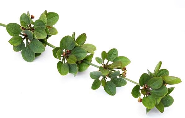 Dennerle Plants - Echinodorus cordifolius Harbich Red POT