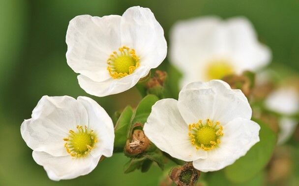 Dennerle Plants - Echinodorus cordifolius Harbich Red POT