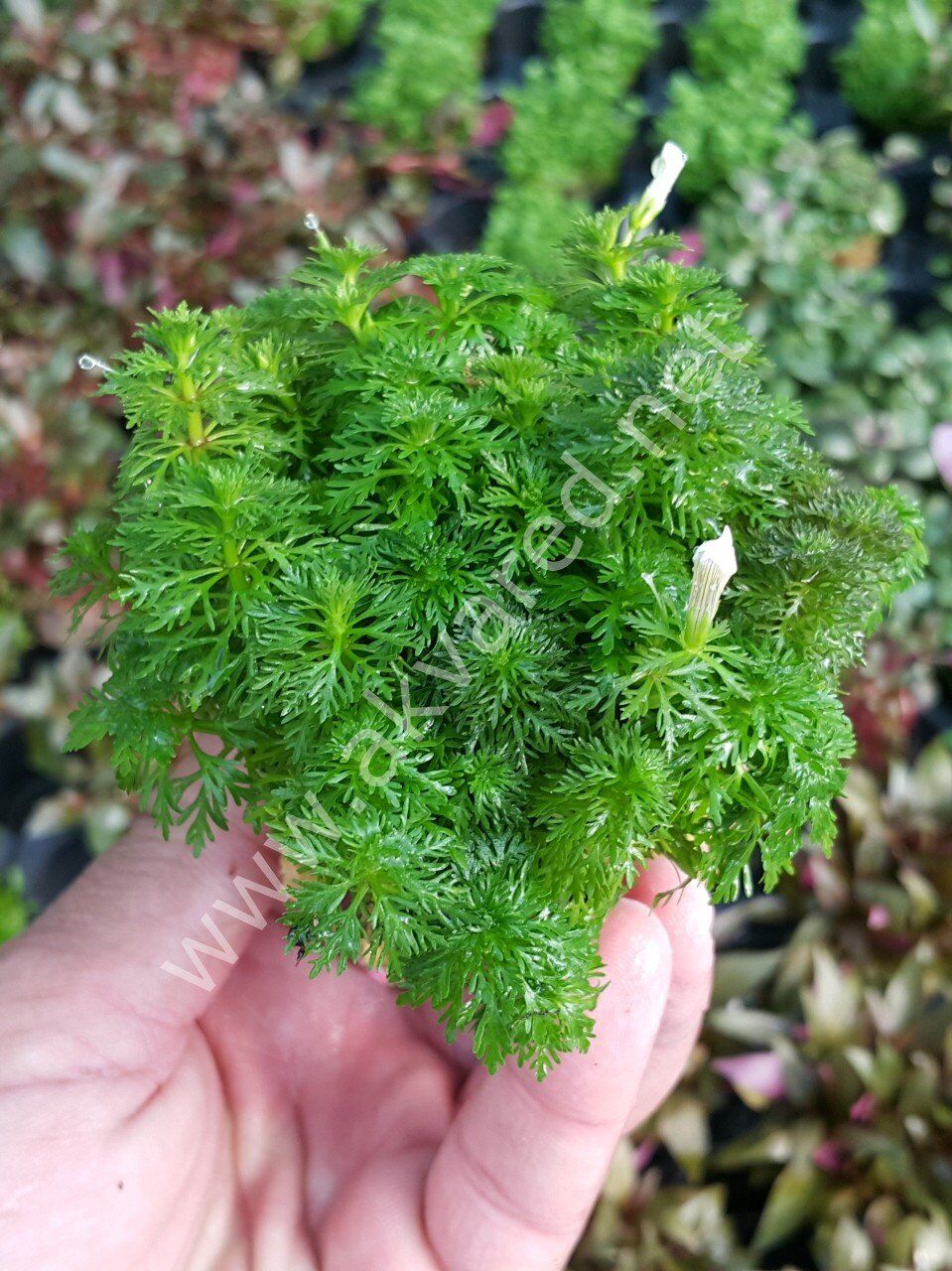 Limnophila sessiflora Premium POT
