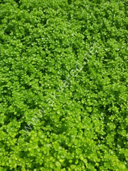 Hemianthus callitrichoides \'cuba SAKSI