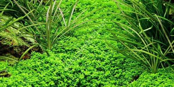 Hemianthus callitrichoides \'cuba SAKSI