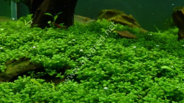 Hemianthus callitrichoides \'cuba SAKSI