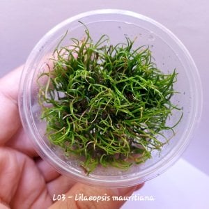 Lilaeopsis mauritiana IN VITRO CUP