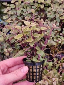Lobelia cardinalis Premium POT