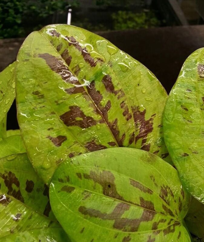 Echinodorus yellow sun ADET - APC ÖN SİPARİŞ