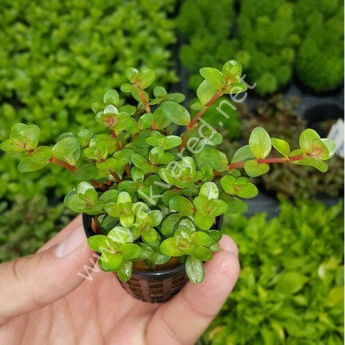 Rotala rotundifolia red Premium POT
