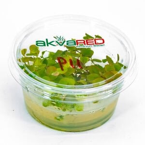 Phyllanthus fluitans red  IN VITRO CUP