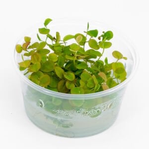 Phyllanthus fluitans red  IN VITRO CUP