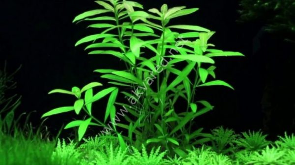 Hygrophila polysperma ceylon BUKET 