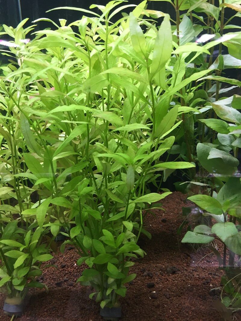 Hygrophila polysperma ceylon BUKET 