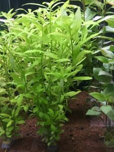 Hygrophila polysperma ceylon BUKET 