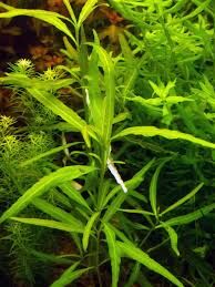 Hygrophila polysperma ceylon BUKET 