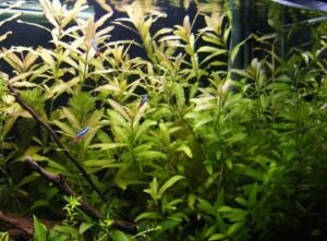 Hygrophila polysperma ceylon BUKET 