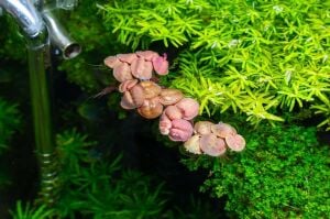 Phyllanthus fluitans red  IN VITRO