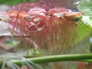Phyllanthus fluitans red  IN VITRO