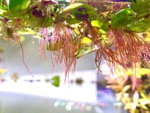 Phyllanthus fluitans red  IN VITRO