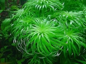 Tonina sp. belem BUKET
