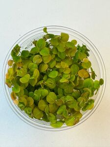 Phyllanthus fluitans red  IN VITRO