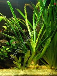 Crinum natans KRIBIA (Soğan) ADET