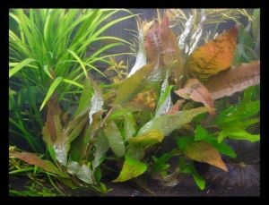 Hygrophila siamensis red BUKET