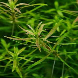 Limnophila mini Vietnam BUKET