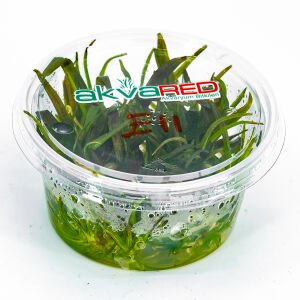 Echinodorus rose IN VITRO CUP