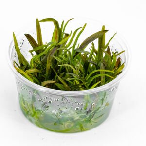 Echinodorus rose IN VITRO