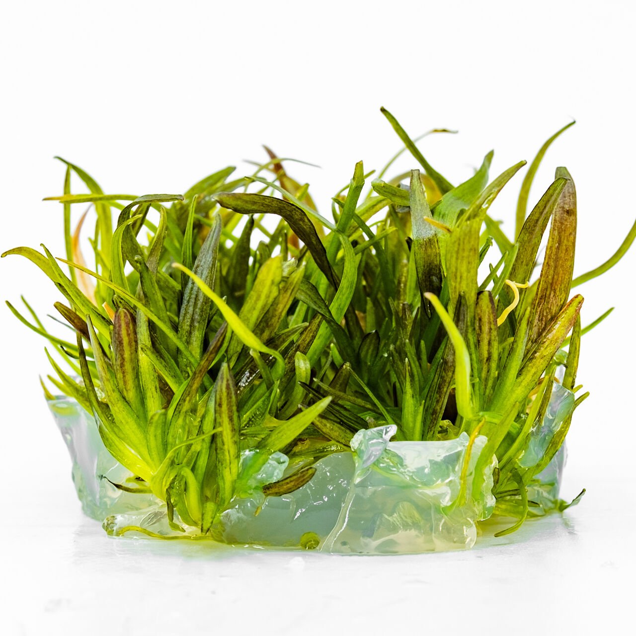 Echinodorus rose IN VITRO