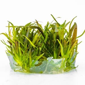 Echinodorus rose IN VITRO