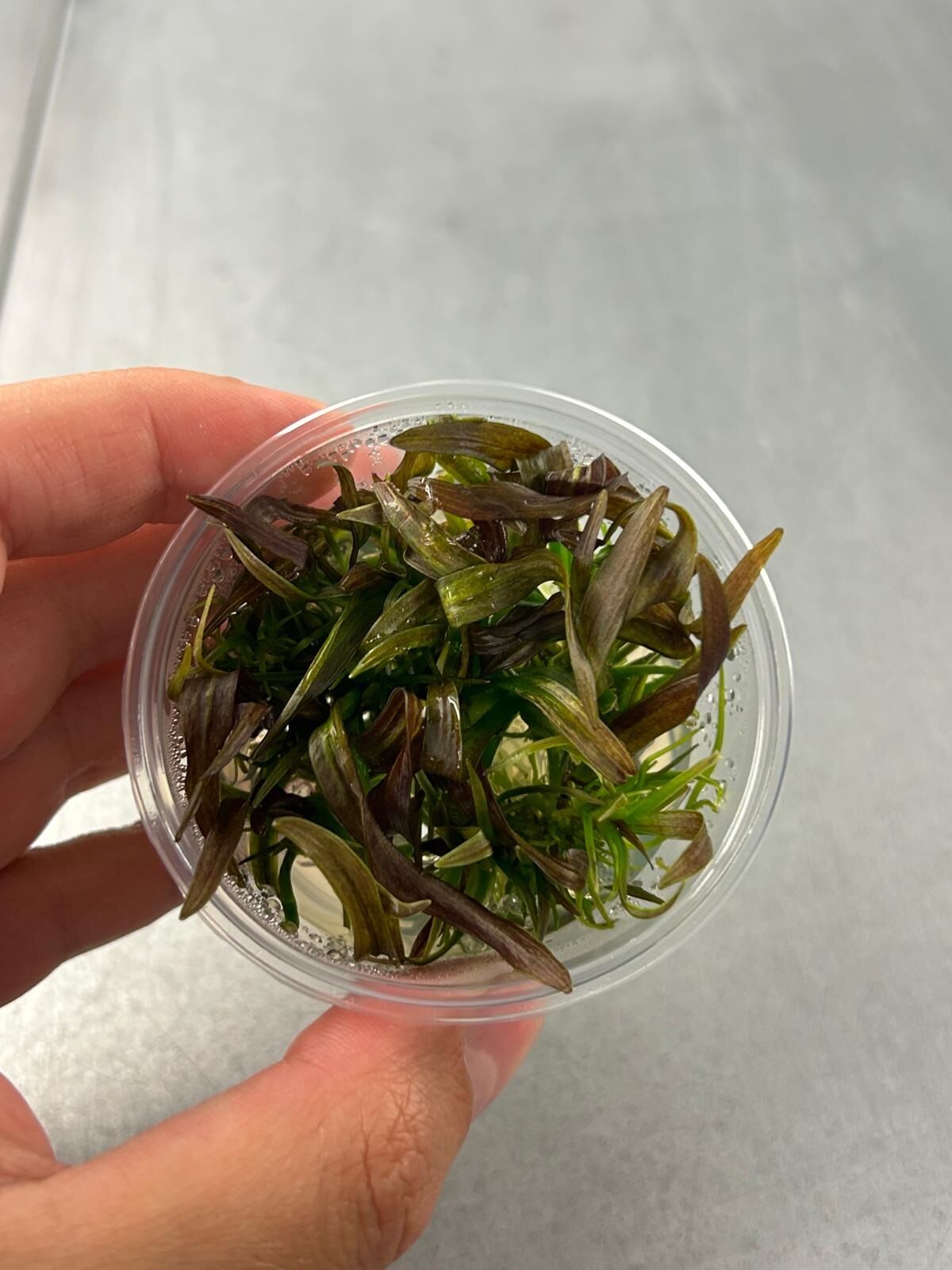 Echinodorus rose IN VITRO CUP