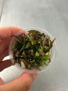 Echinodorus rose IN VITRO CUP