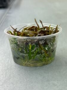 Echinodorus rose IN VITRO CUP