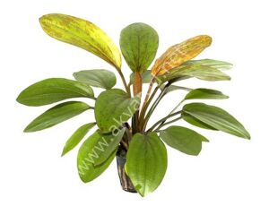 Echinodorus rose IN VITRO