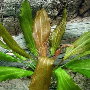 Echinodorus rose IN VITRO CUP