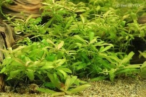 Hygrophila india İTHAL BUKET