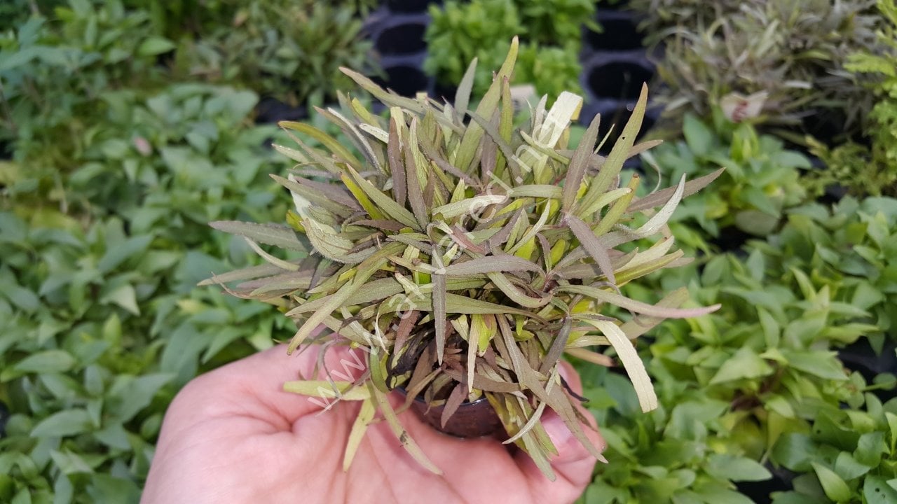 Hygrophila lancea BUKET