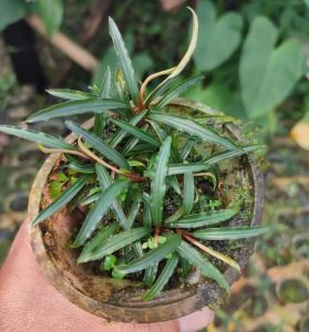 Bucephalandra dragon ADET