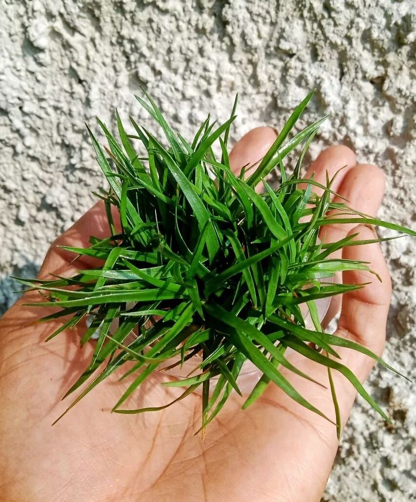 Eriocaulon vietnam ADET