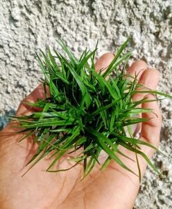 Eriocaulon vietnam ADET