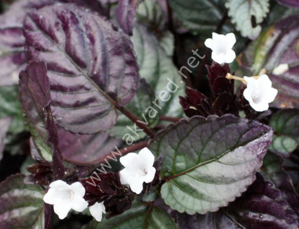 Hemigraphis colorata BUKET