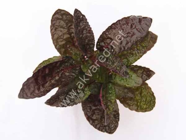 Hemigraphis colorata BUKET