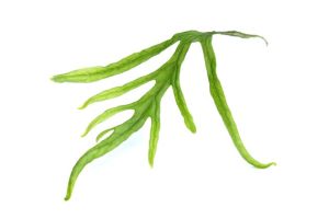 Microsorum pteropus trident (Trident Fern) TABAKA